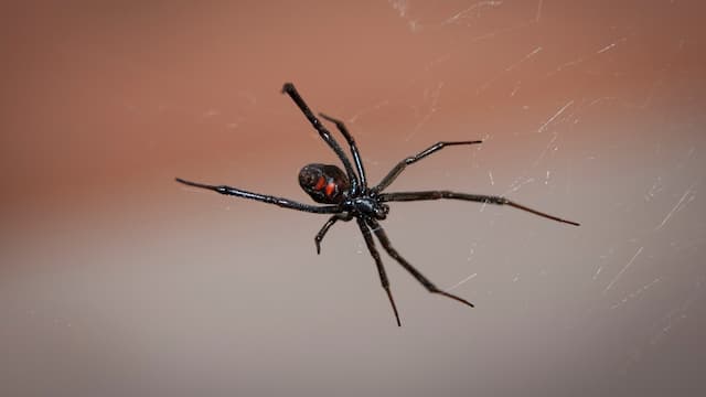 Seorang Pria Tak Bisa Kencing Setelah Digigit Laba-laba Black Widow