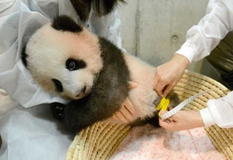  Bayi Panda Xiang Xiang Tampil Perdana di Kebun Binatang Jepang 