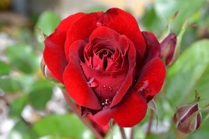 Selain Simbol Cinta, Ini Arti Warna Bunga Mawar