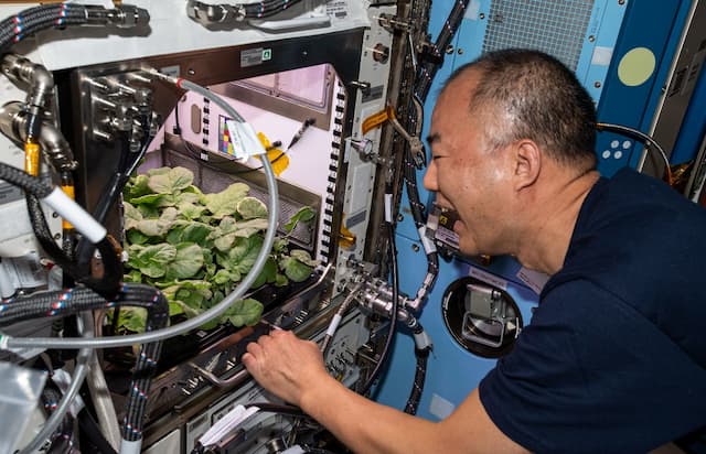 Astronot NASA Panen Lobak yang Ditanam di Luar Angkasa
