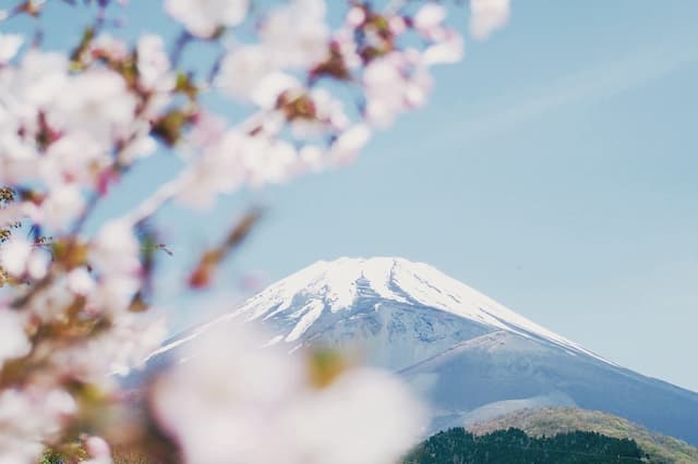Catat, Ini Tanggal Sakura Bermekaran di Jepang pada 2019